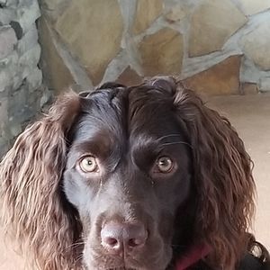 Meet your Posher, George